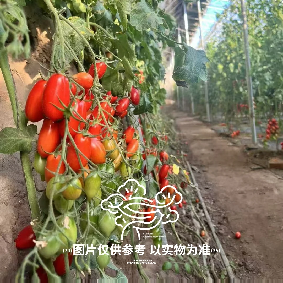 【凤珠】409正宗原产地顺丰包邮现摘现发皮薄爆汁小番茄孕妇水果