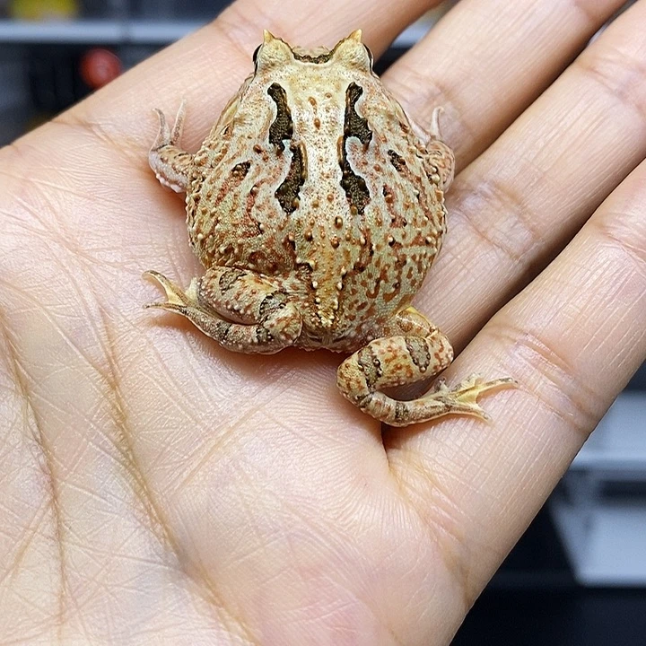 角蛙角蛙蝴蝶角蛙