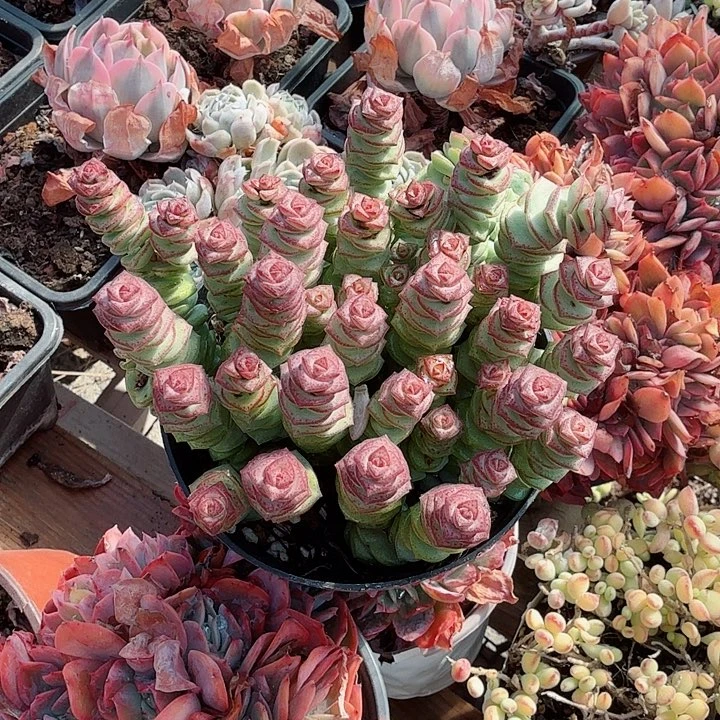 牡丹钱穿多肉植物