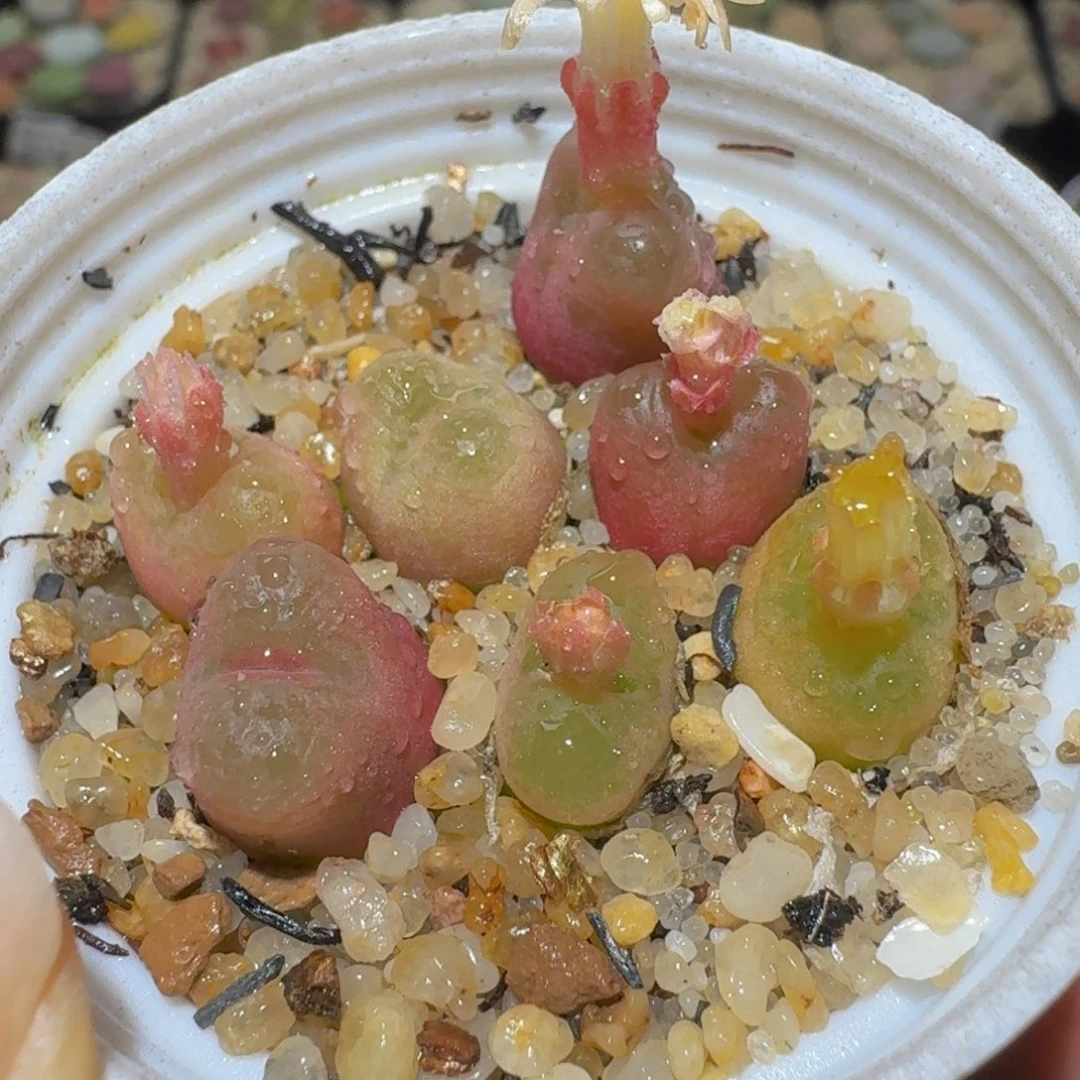 Ssss精品生石花630