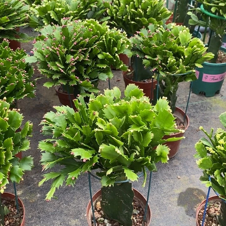 当前无花栽培后可以开花706嫁接三色