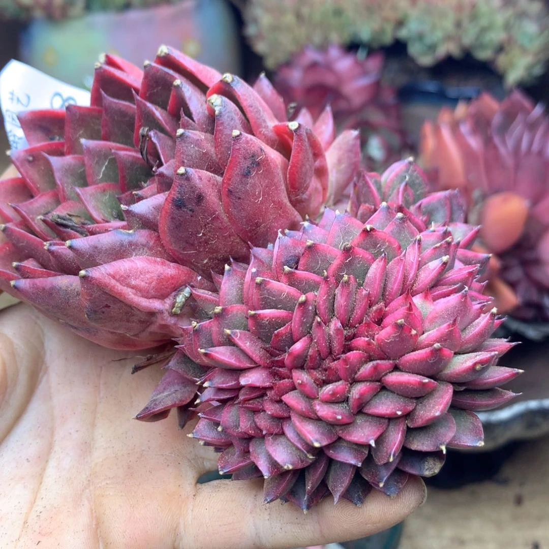 紫****p3028杆子瑕疵不售后11厘米