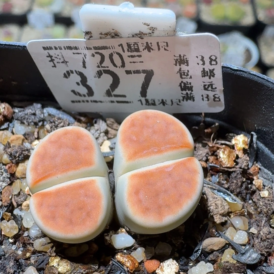 用***1Sss清清清货了327