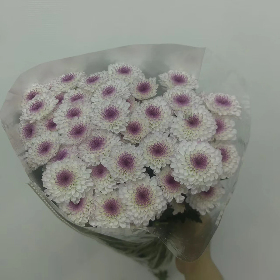 10枝南农丽珠小雏菊 花期超长待机 两单顺丰冷链或京东快递