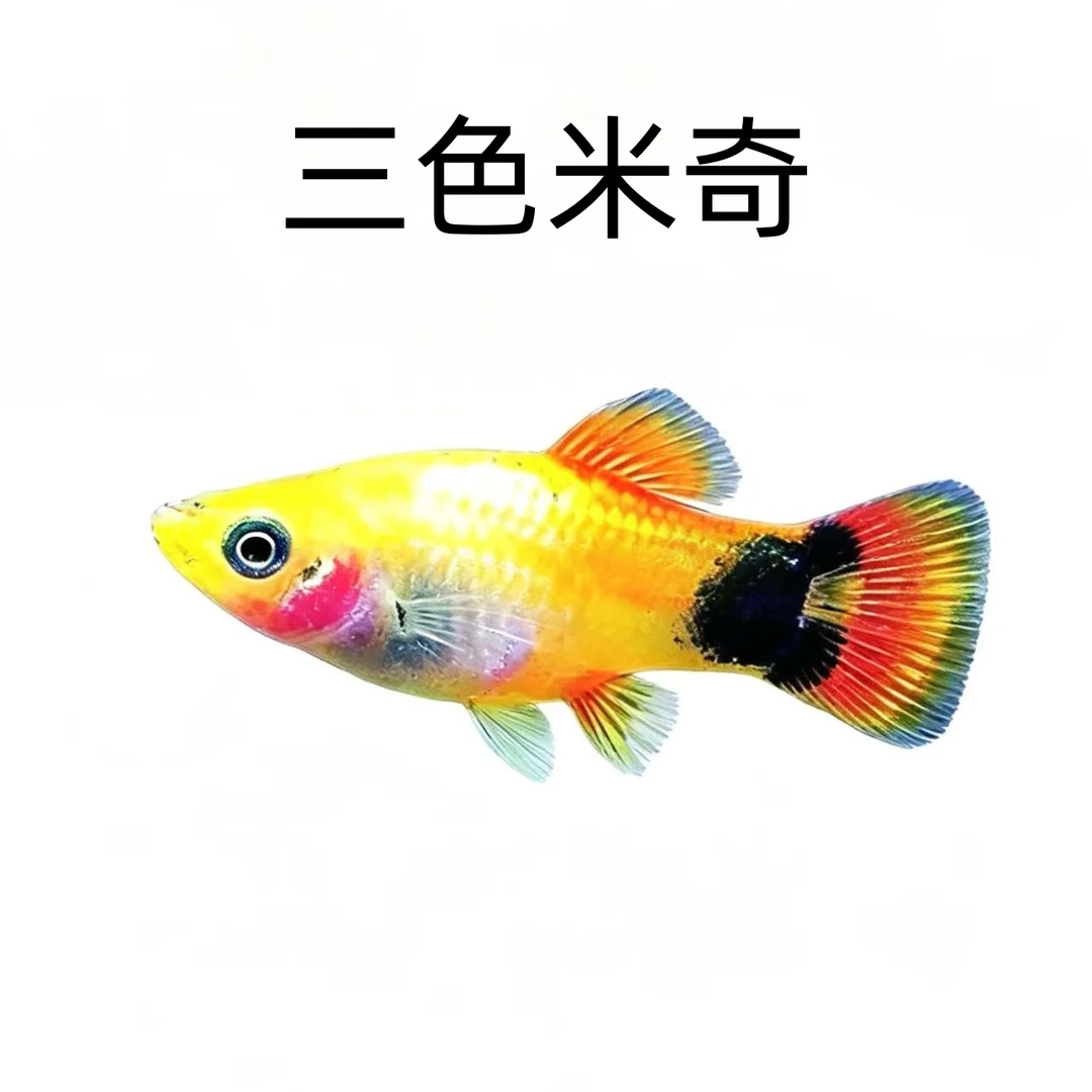 三色米奇鱼小型热带观赏鱼好养耐活新手闯缸练手