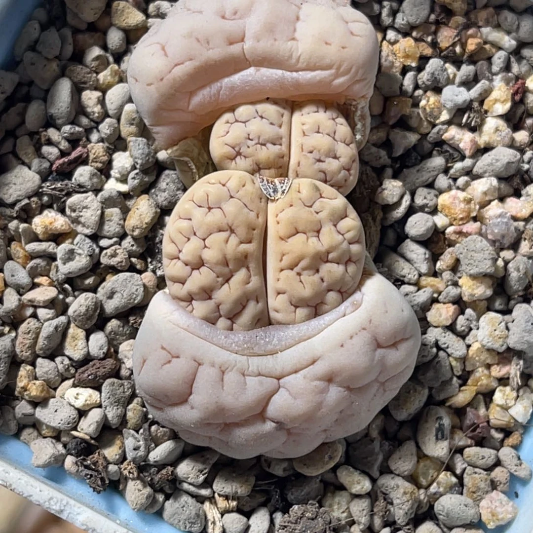 7918双头凹凸189蛙哥