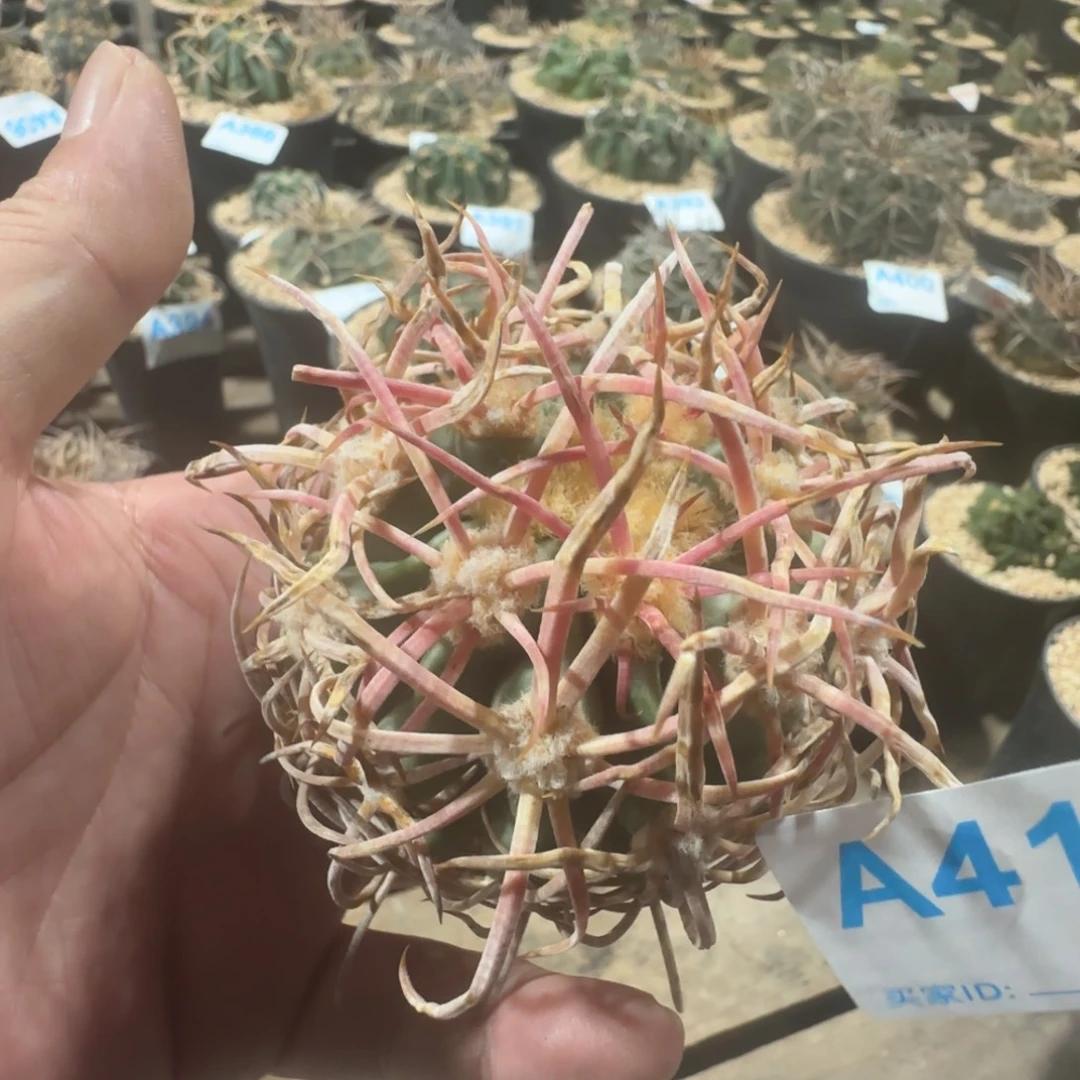 大龙冠 自根仙人球417