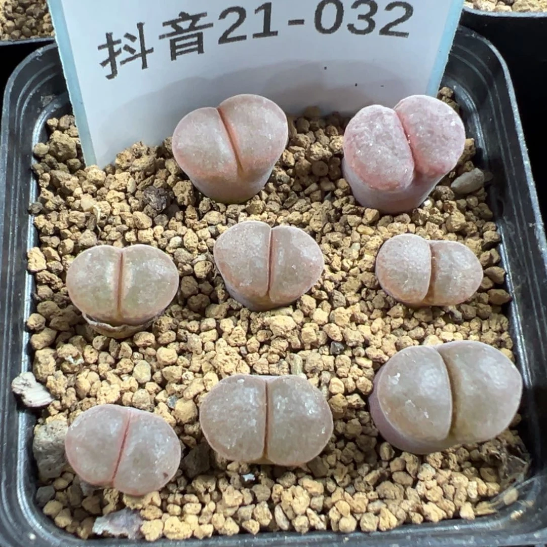 21-32量拍白花c10风铃一颗