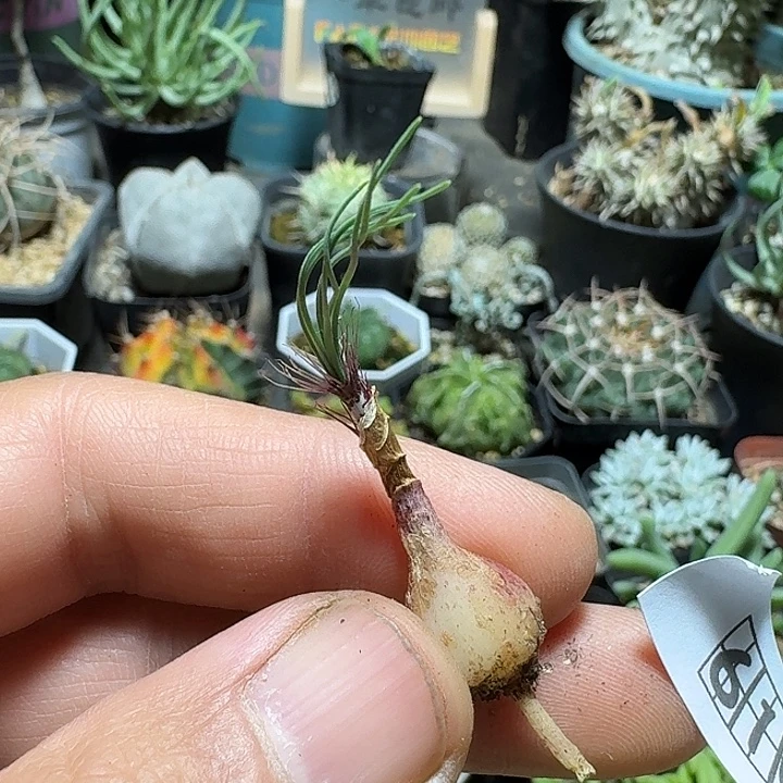 610gv弹簧草脱土发货