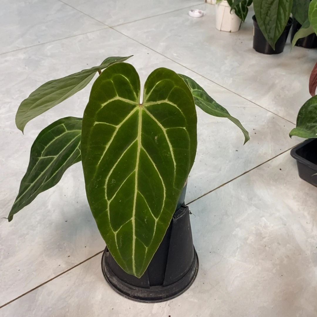 不开花植物36 Papi杂（活动两颗包邮 不售后）