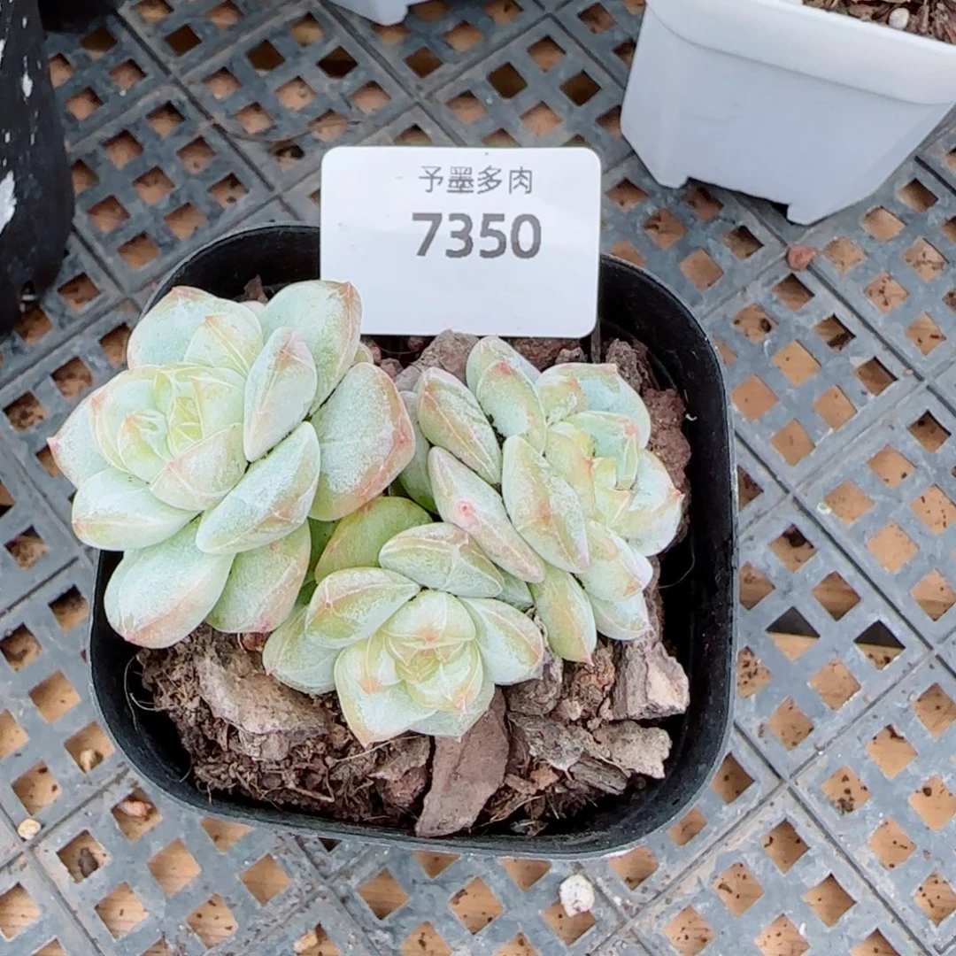 雨露泡泡，7350多肉植物