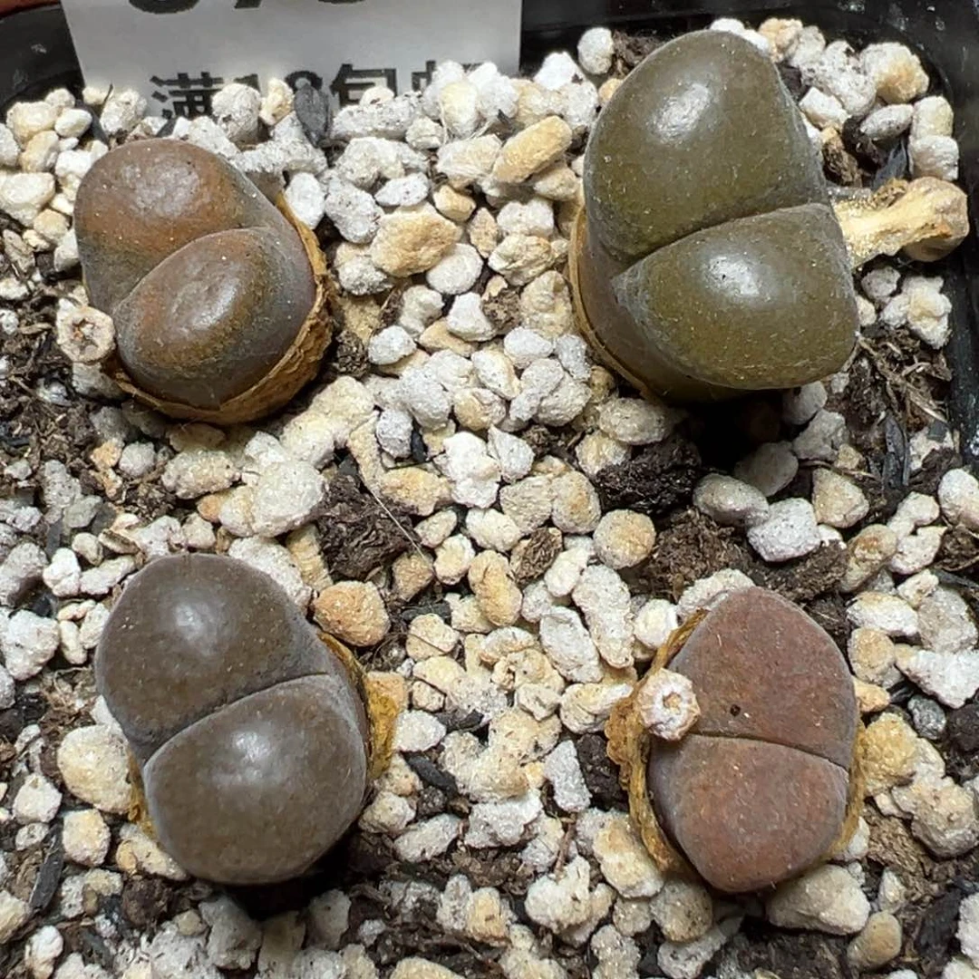【闪购商品】 875。