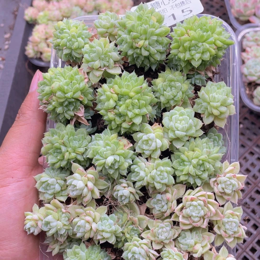 云糖心多肉植物215