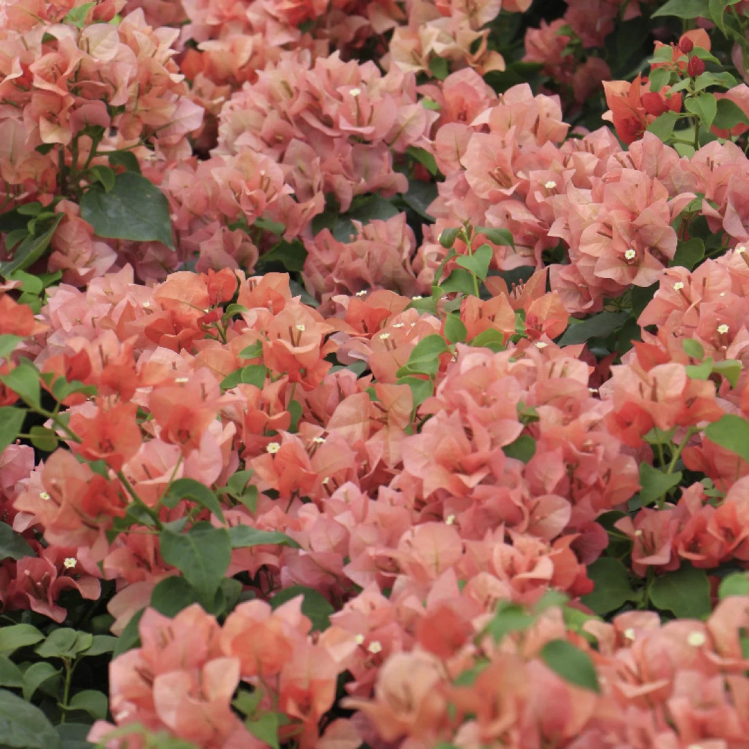 《西瓜不甜》三角梅花卉四季开花适合阳台庭院种植好养活盆栽