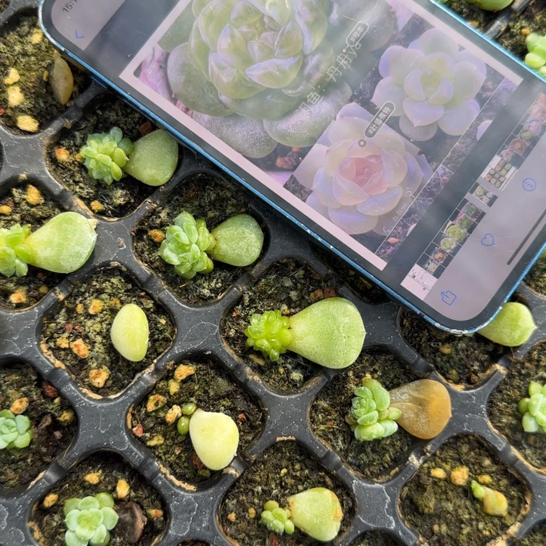 容止内棚中苗穴一个满25包邮