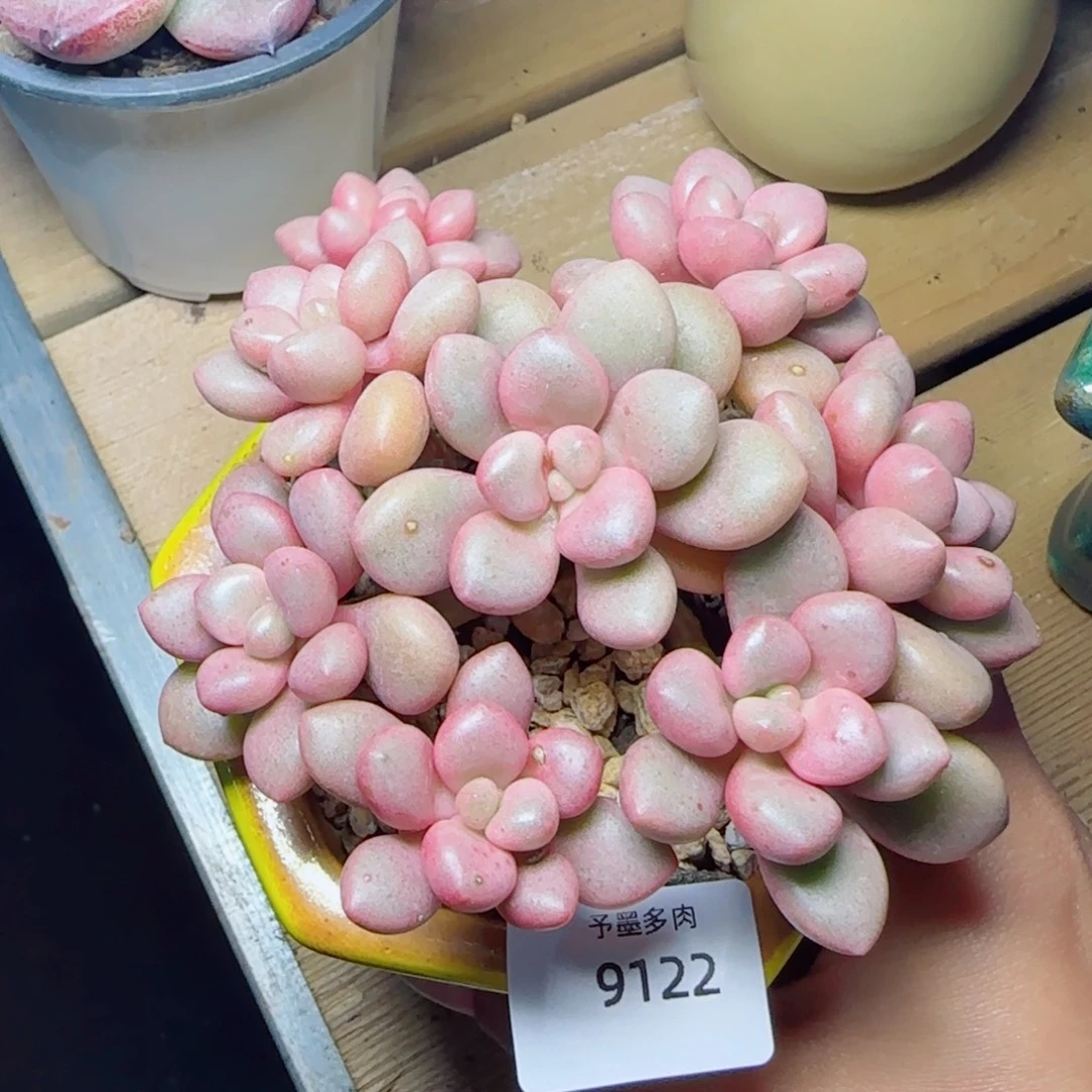 先锋派，9122多肉植物