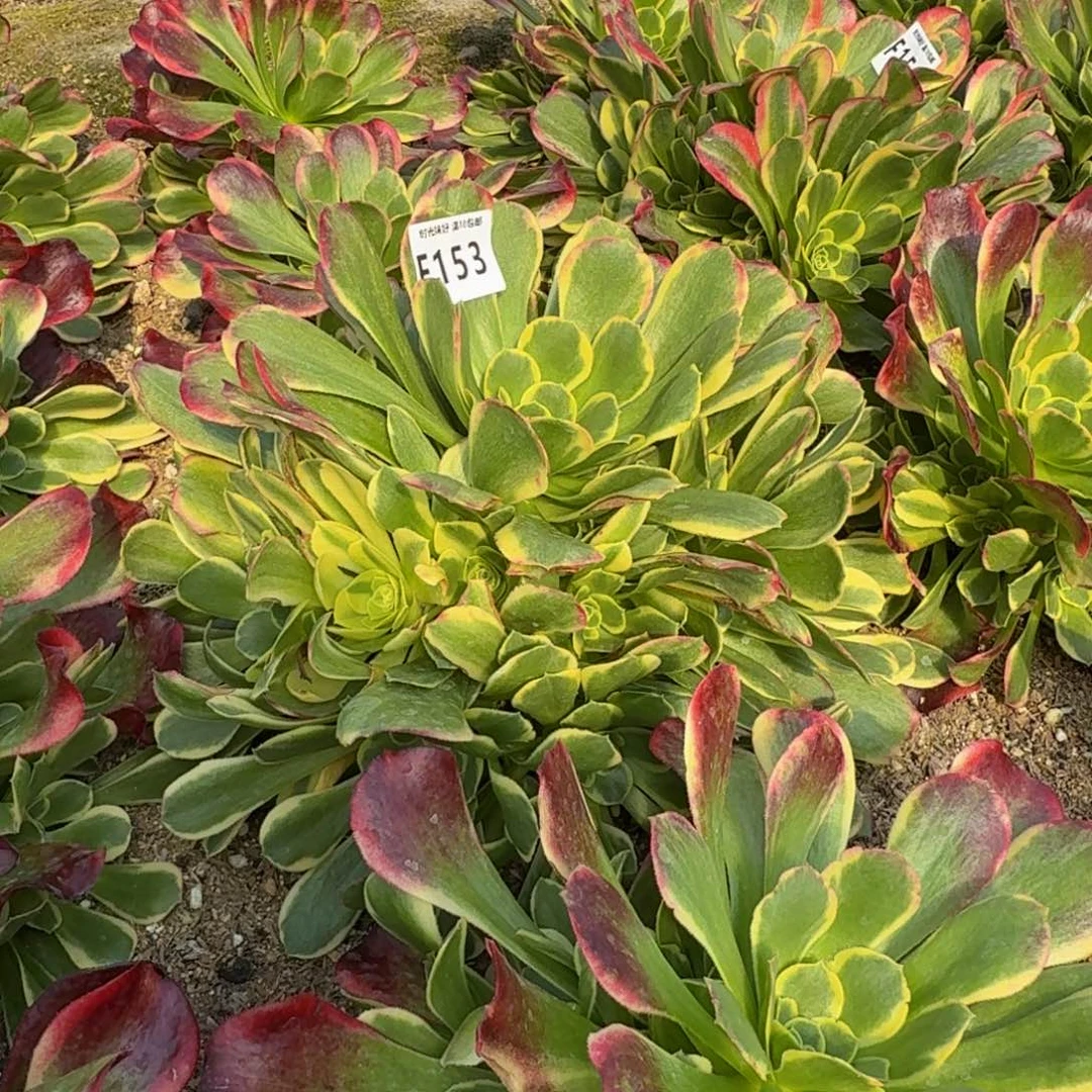 153特斯拉。多肉植物