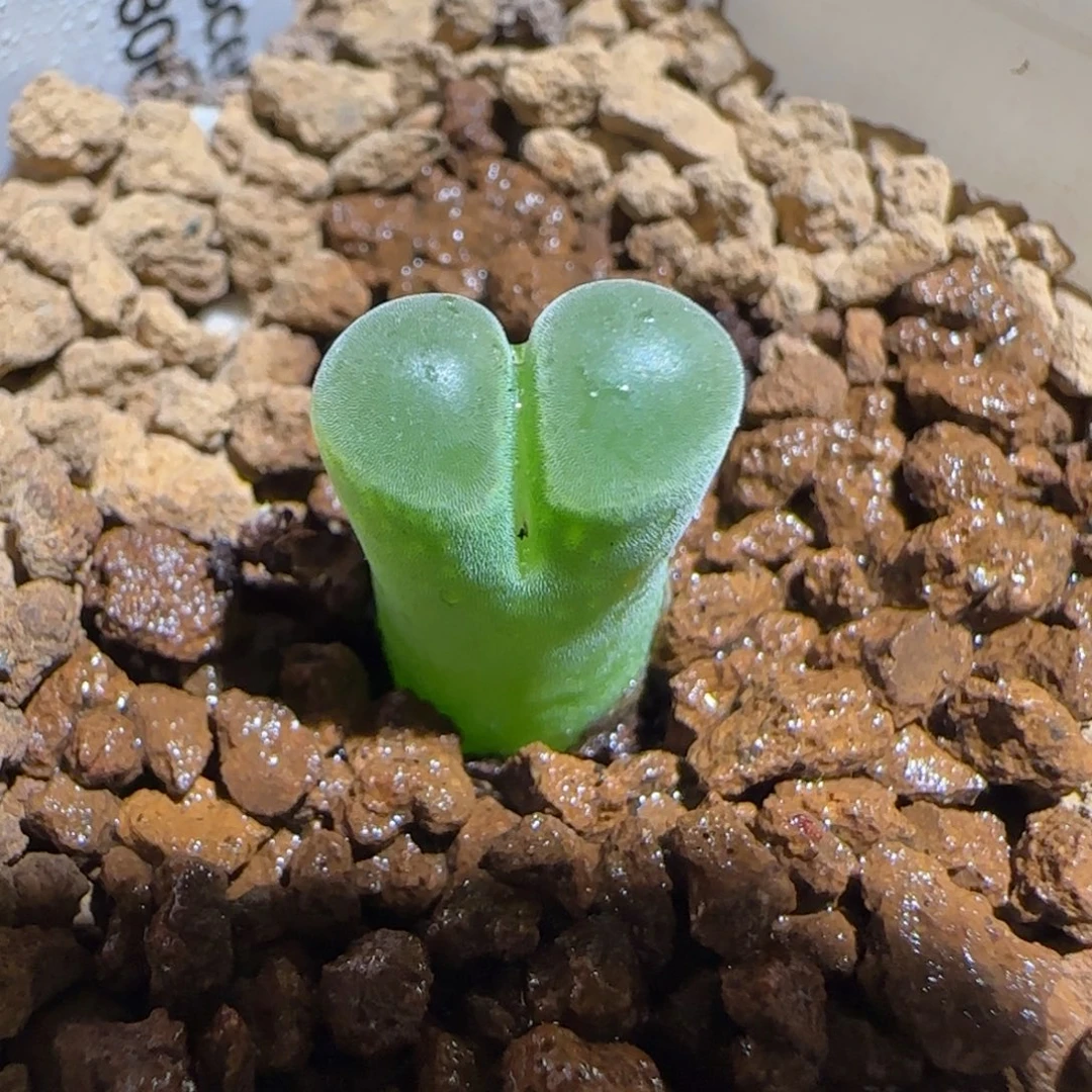 肉锥多肉植物组合-极窗1517