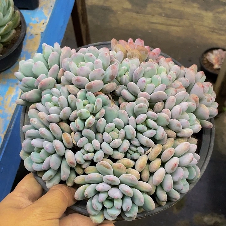 香香雪老桩哦哦哦哦哦