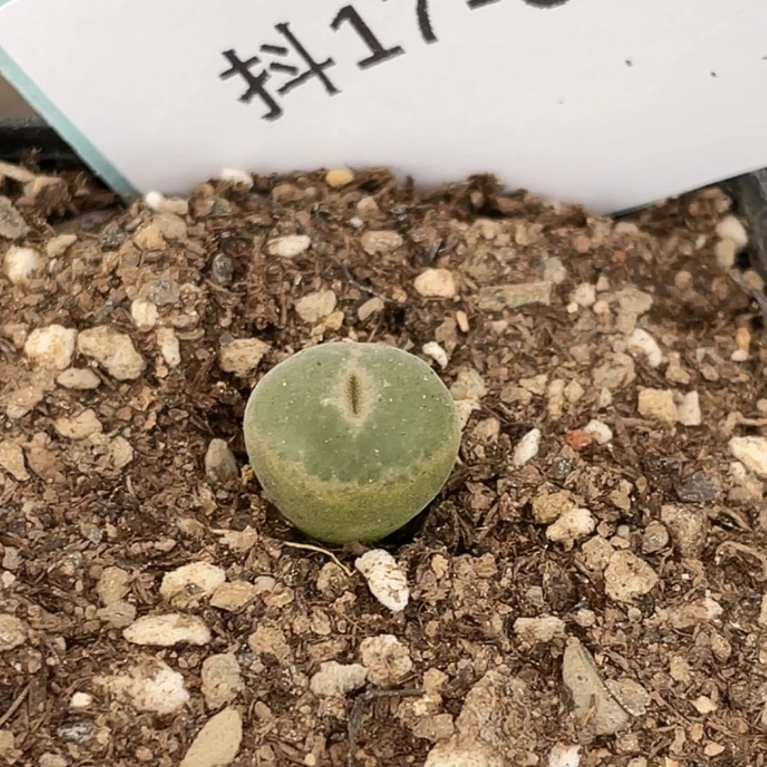 17-30肉锥多肉植物