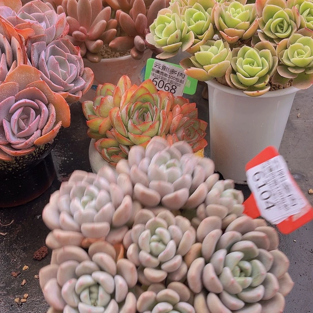 6104白鹭多肉植物