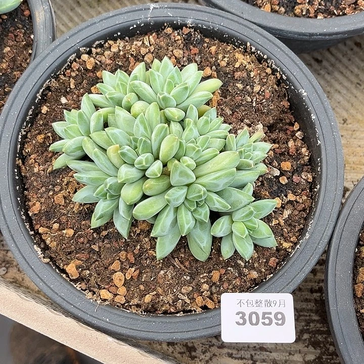 阿雅园艺。         3059幻影美人