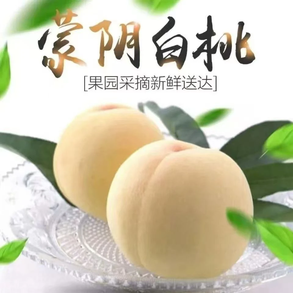 应当季现摘现发山东白玉大白桃新鲜孕妇水果冬桃蒙阴奶油白桃包邮