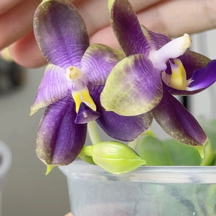 完全开放2243-469