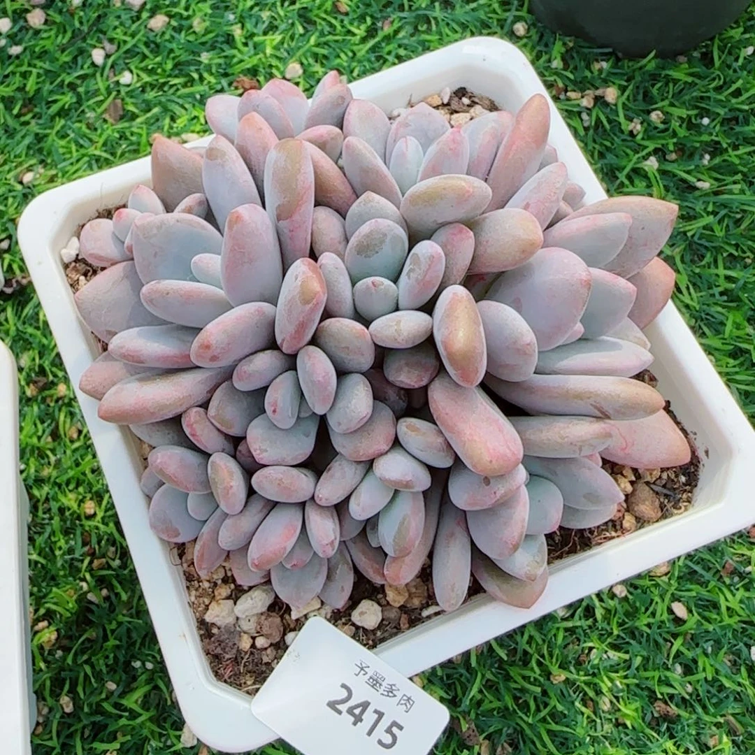 粉兔群，2415多肉植物