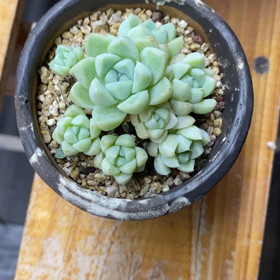 精品多肉一物一拍不包整16