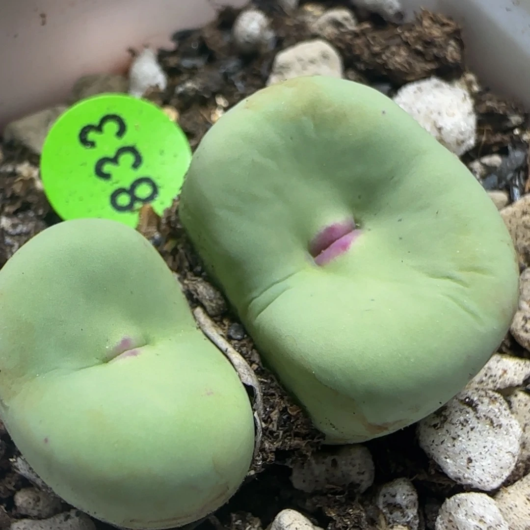 歌姬漂亮多肉植物833