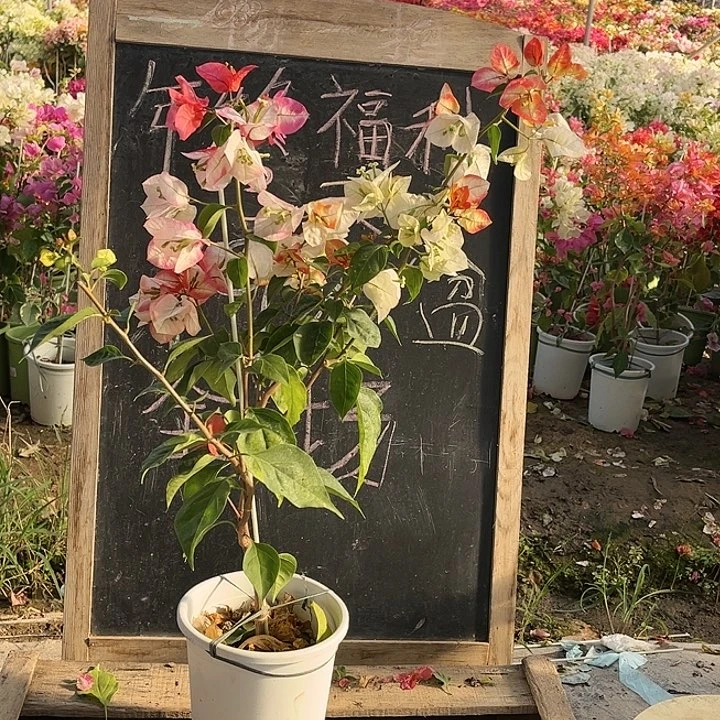 完全开放三角梅路离