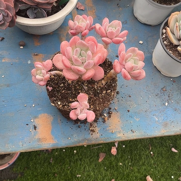 ****喵白露多肉植物保护062