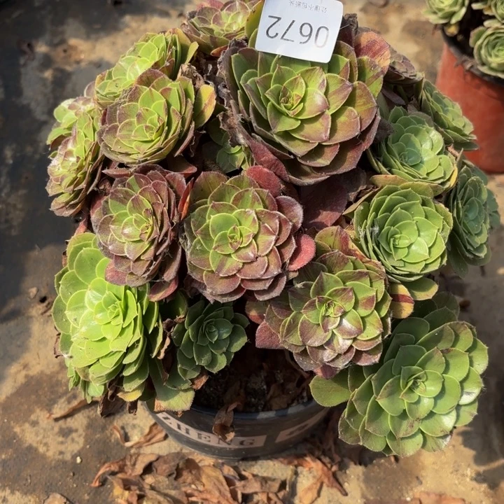 花月夜多肉处理不包断头0672