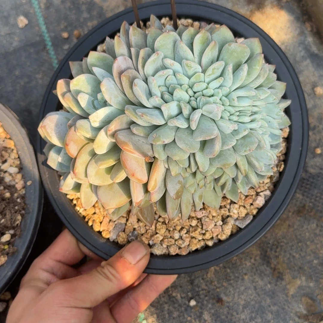 星影树缀无砍多肉