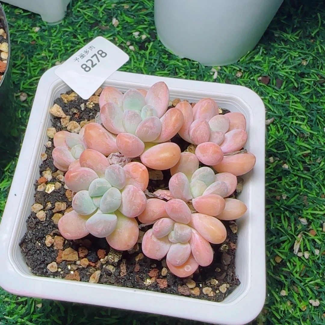 香玉无砍，8278多肉植物