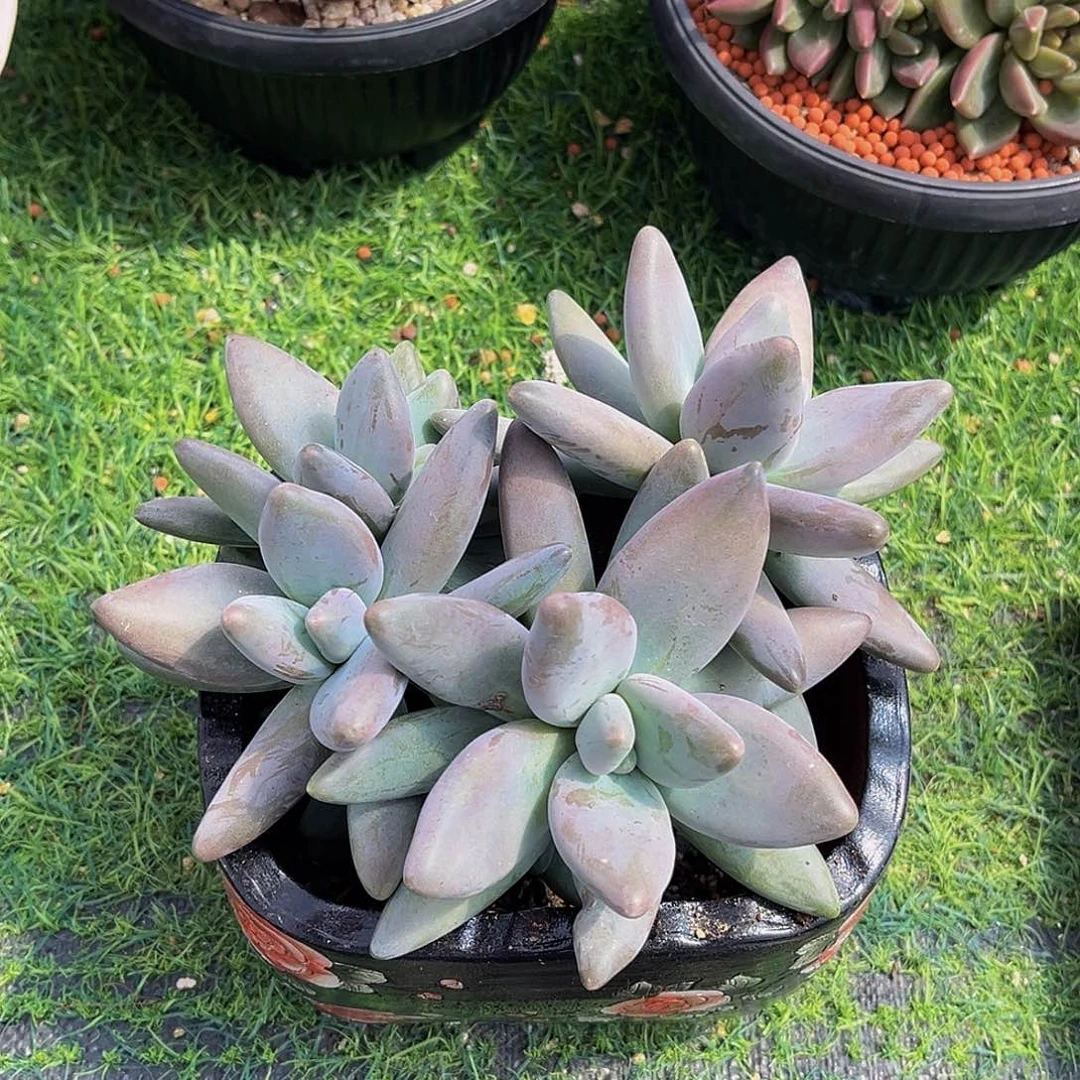 高桩企鹅一物一拍