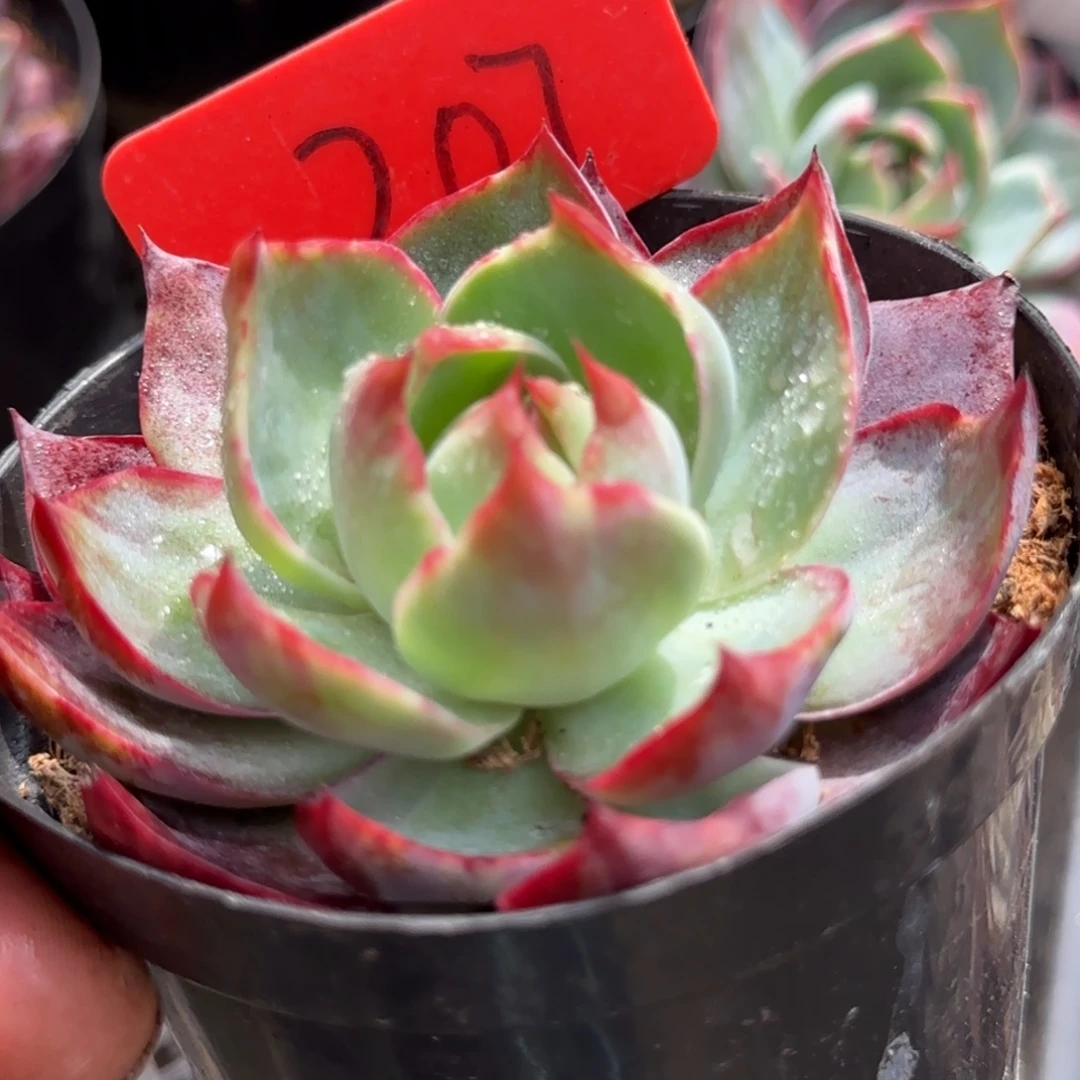 惊鸿一物一拍包装收缩花旱207