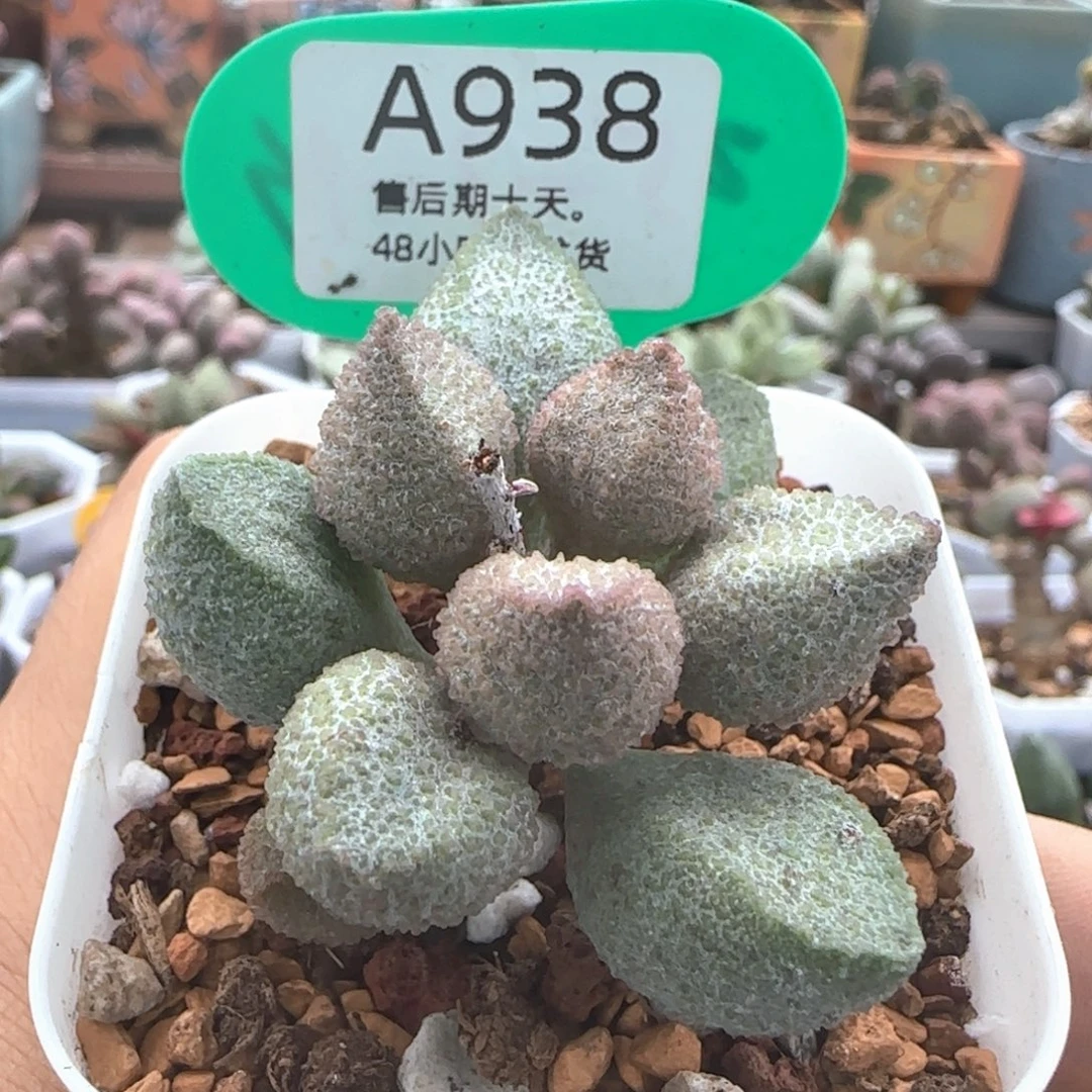 冰桃。   938。