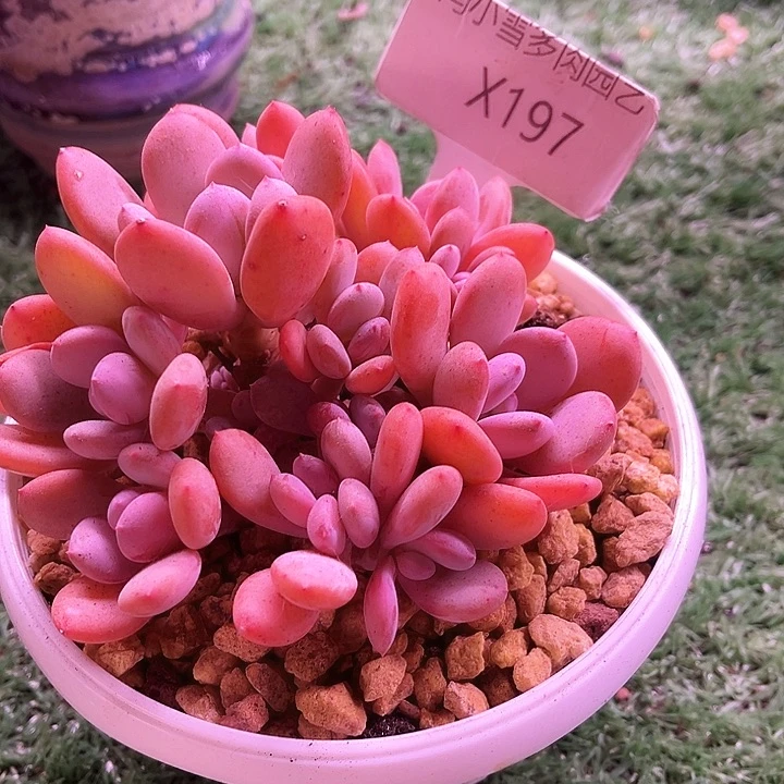 我是第一百个为妖刀应援的阴阳师