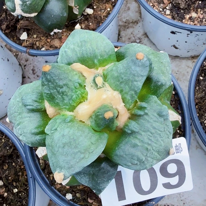 躺***儿无花朵109怒涛东四