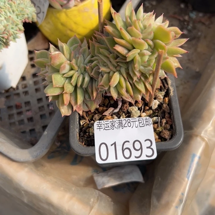 幸运的是我还在努力