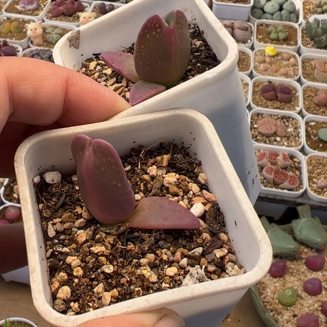 321多肉植物百科