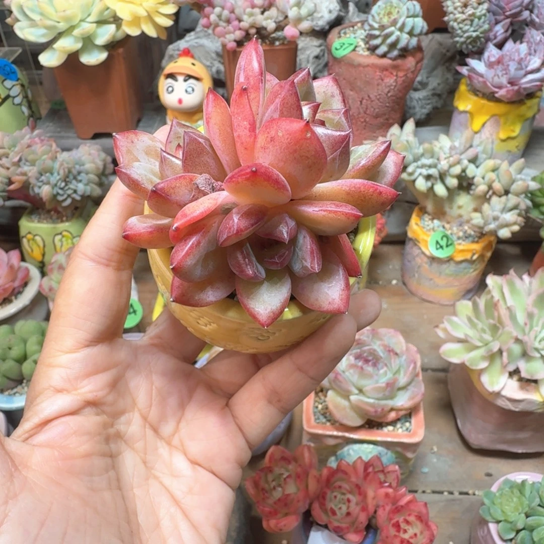 夜魔侠 多肉含盆土 一物一拍