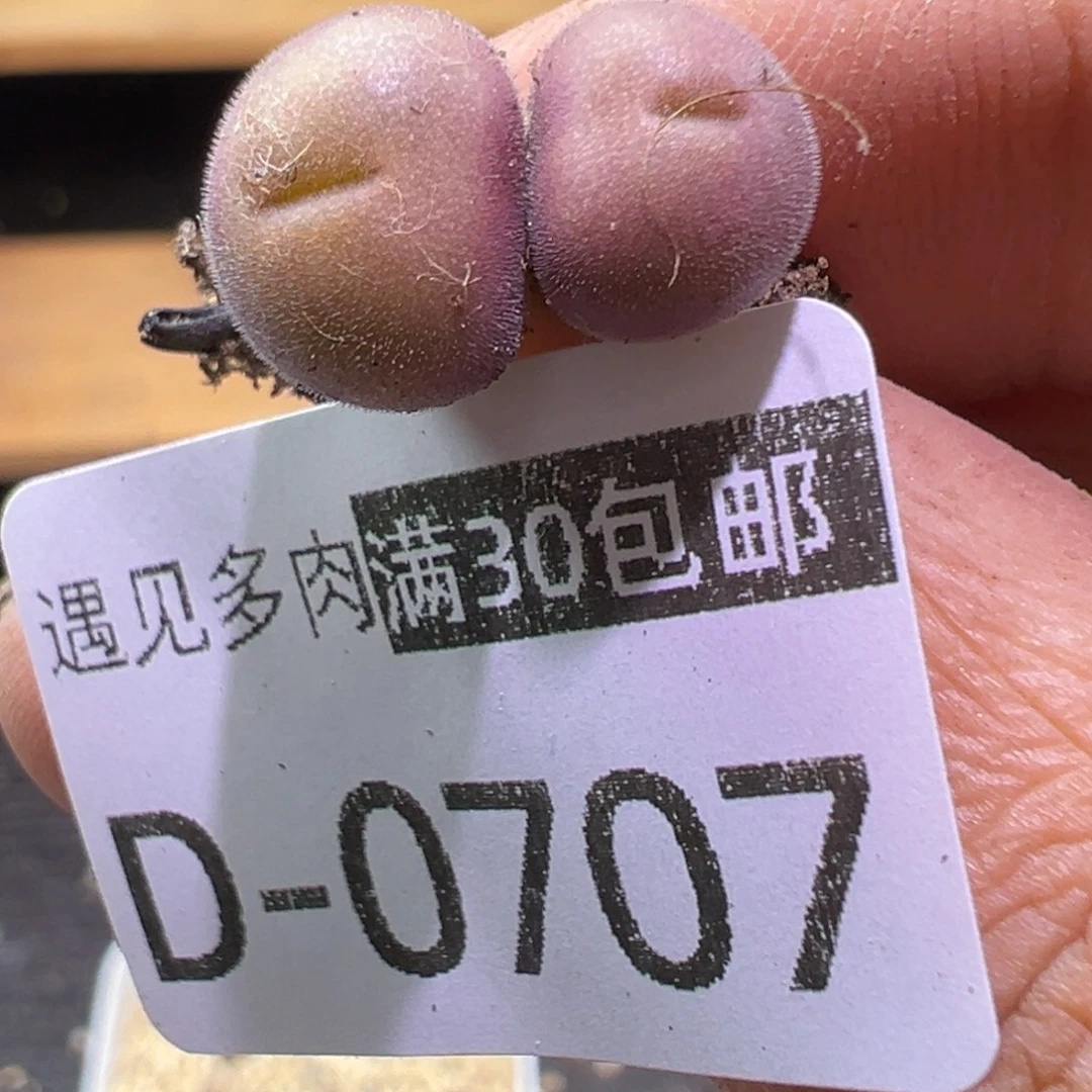 多肉植物111111111111