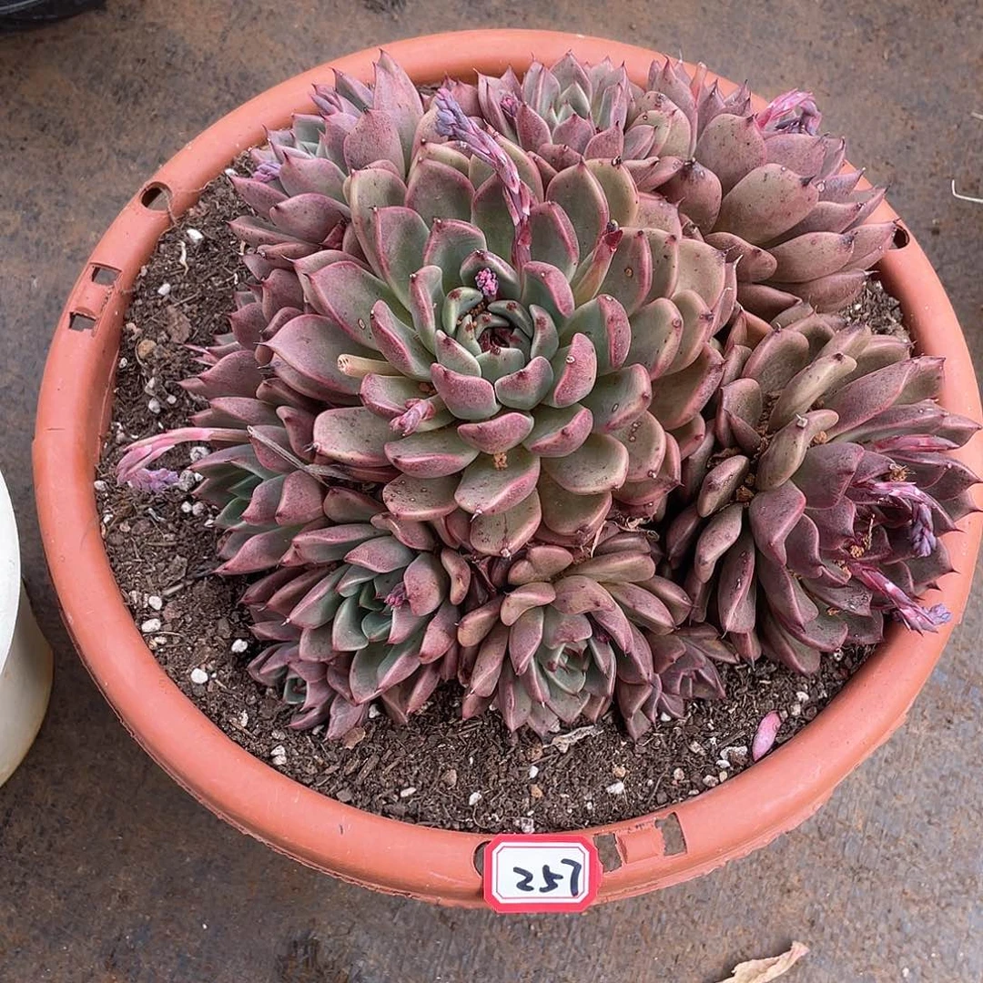 257黑水晶 一物一拍多肉