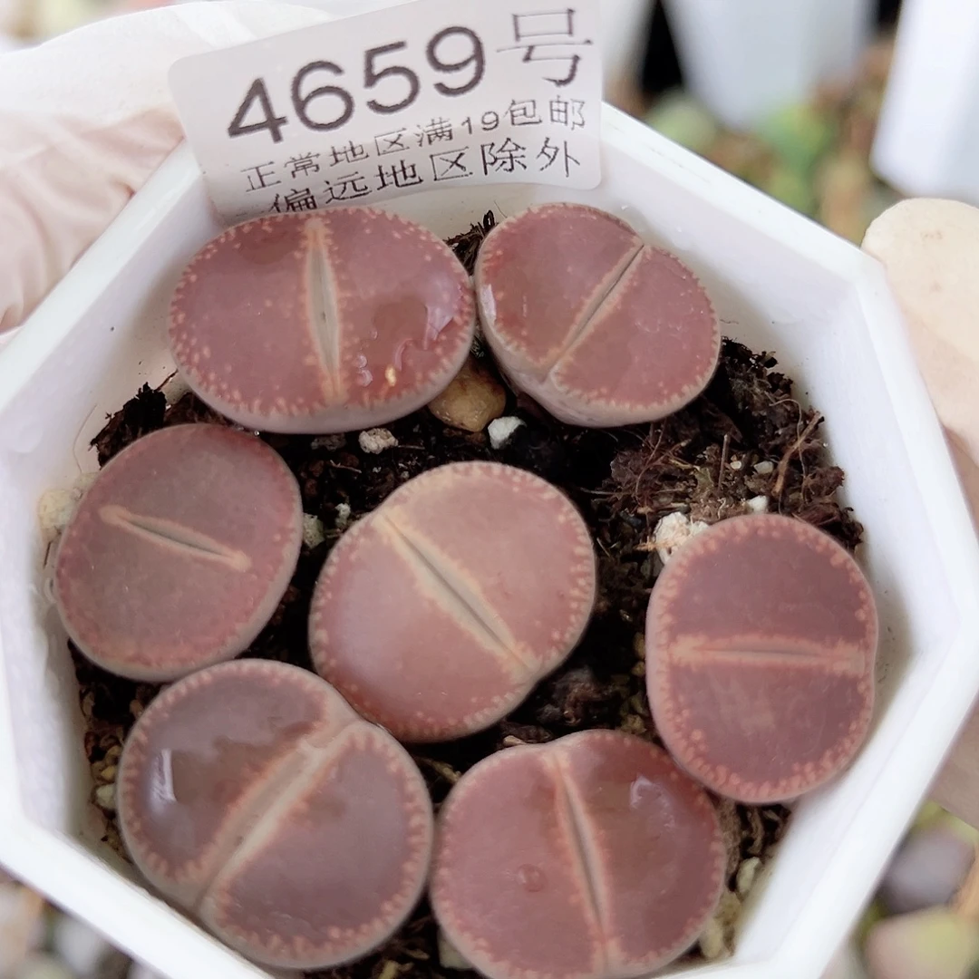 4659 好养易活生石花大母本