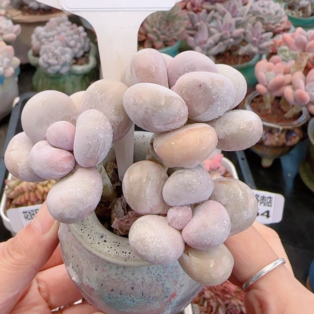 多肉植物8468带盆