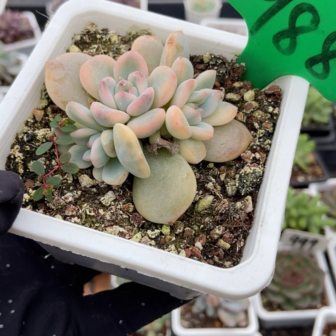 988梦露锦多肉植物