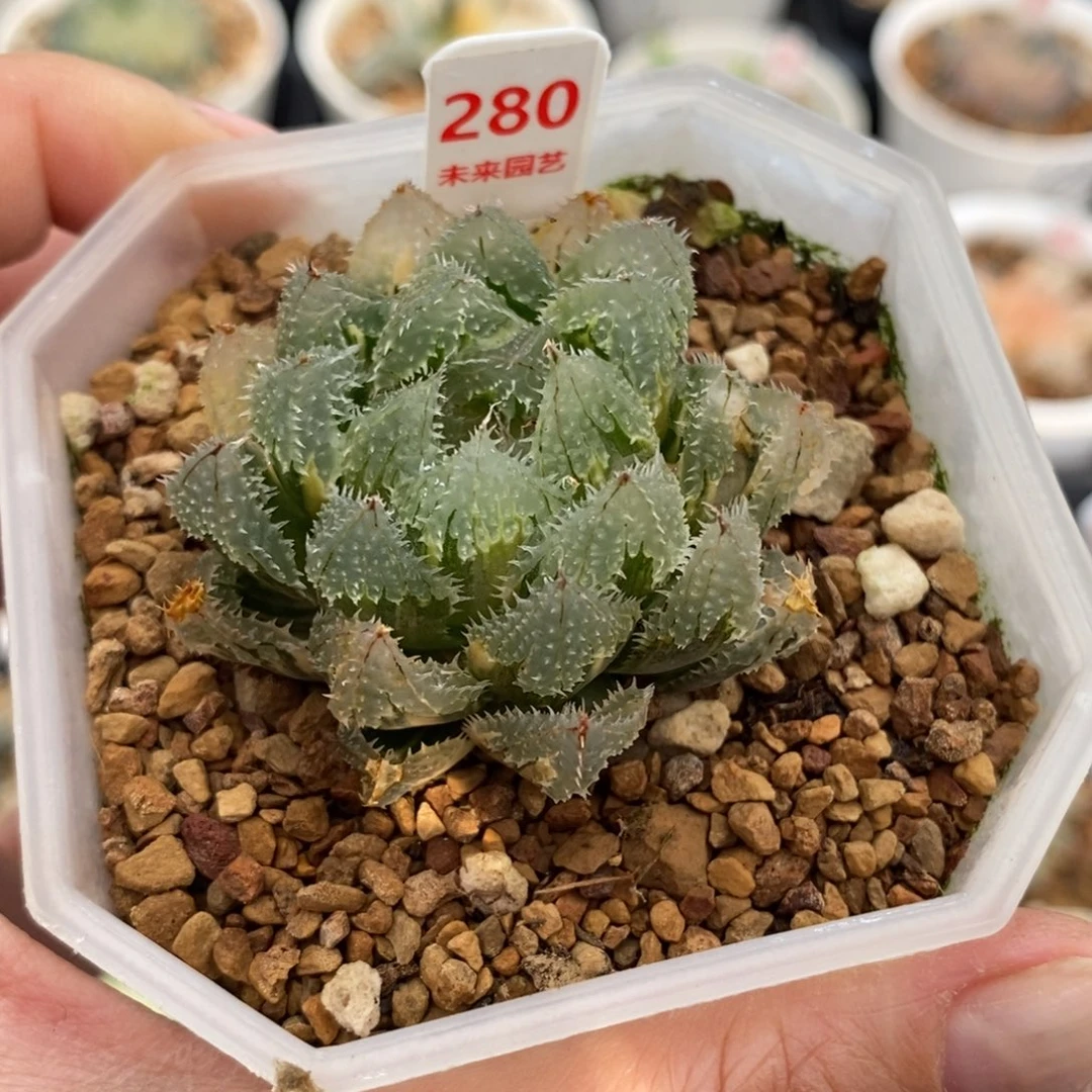 280玄冰玉露锦十一福利